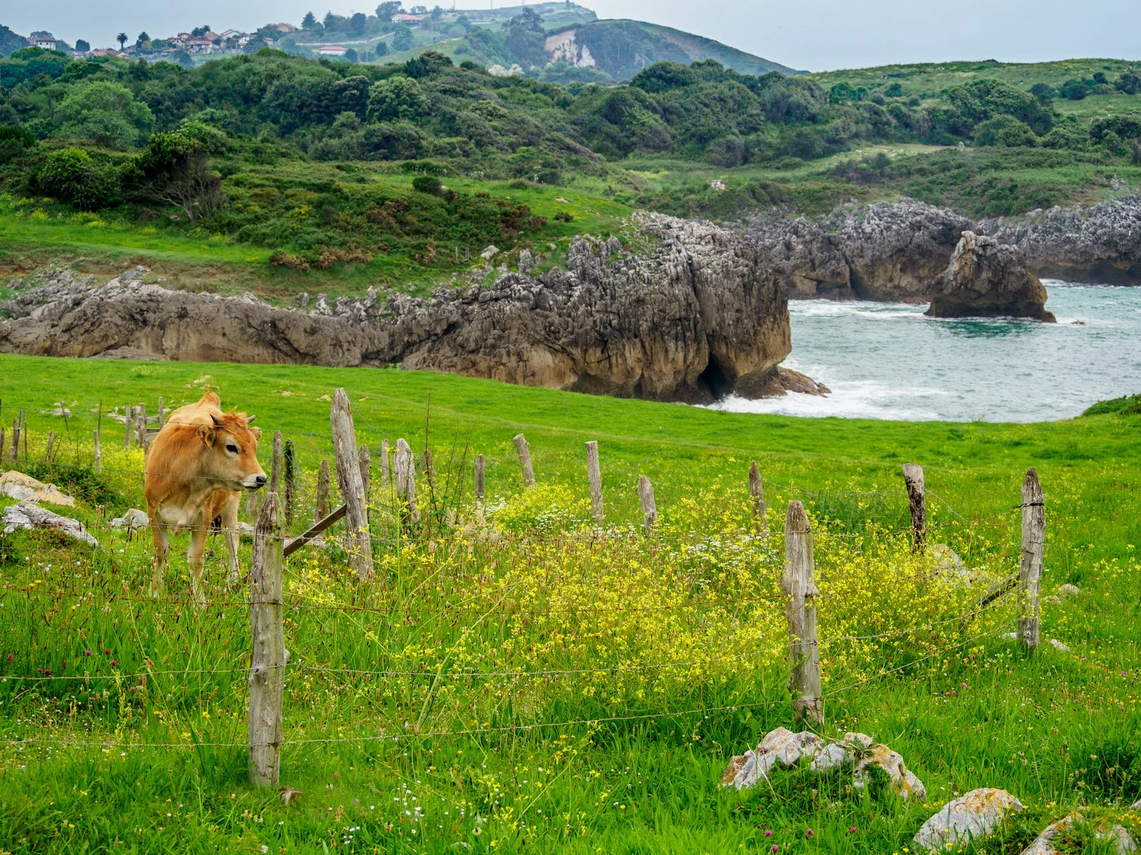 Acantilados y prados del oriente de Asturias
